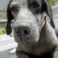 Fue abandonada en nuestro refugio muy recientemente. No tiene casi pelo en el cuerpo y tiene las orejas y las patas muy mal. Tenia garrapatas y camina con dificultad debido a sus heridas y la inflamación de sus patas. Esta muy delgada y no descartamos que tenga anemia. Se lleva bien con otros perros, pero ahora mismo está asustada y es muy tímida. 